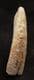 'CABALLINE' HORSE INCISOR - PLEISTOCENE, GERMANY.