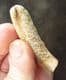 'CABALLINE' HORSE INCISOR - PLEISTOCENE, GERMANY.