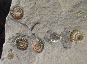 'CHANNEL FILL' AMMONITES - JURASSIC, LYME REGIS.