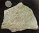 'CROSSPIPES' ROCK - MULTI TENTACULITES - ORDOVICIAN, SHROPSHIRE.