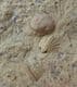 'CROSSPIPES' ROCK - MULTI TENTACULITES - ORDOVICIAN, SHROPSHIRE.