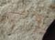 'CROSSPIPES' ROCK - MULTI TENTACULITES - ORDOVICIAN, SHROPSHIRE.