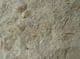 'CROSSPIPES' ROCK - MULTI TENTACULITES - ORDOVICIAN, SHROPSHIRE.