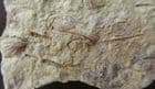 'CROSSPIPES' ROCK - MULTI TENTACULITES - ORDOVICIAN, SHROPSHIRE.