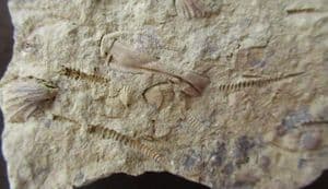 'CROSSPIPES' ROCK - MULTI TENTACULITES - ORDOVICIAN, SHROPSHIRE.