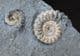 'FLATSTONE ' AMMONITES - POSITIVE / NEGATIVE - JURASSIC, LYME REGIS.