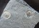 'FLATSTONE ' AMMONITES - POSITIVE / NEGATIVE - JURASSIC, LYME REGIS.