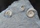 'FLATSTONE ' AMMONITES - POSITIVE / NEGATIVE - JURASSIC, LYME REGIS.