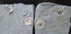 'FLATSTONE ' AMMONITES - POSITIVE / NEGATIVE - JURASSIC, LYME REGIS.