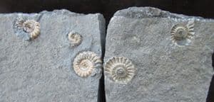'FLATSTONE ' AMMONITES - POSITIVE / NEGATIVE - JURASSIC, LYME REGIS.