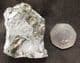 'GOLDSTONE' AMMONITES - JURASSIC, LYME REGIS.