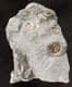 'GOLDSTONE' AMMONITES - JURASSIC, LYME REGIS.