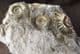 'GOLDSTONE' AMMONITES - JURASSIC, LYME REGIS.