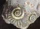 'GOLDSTONE' AMMONITES - JURASSIC, LYME REGIS.