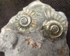 'GOLDSTONE' AMMONITES - JURASSIC, LYME REGIS.