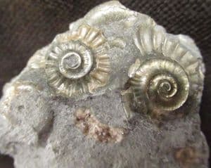 'GOLDSTONE' AMMONITES - JURASSIC, LYME REGIS.