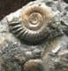 'GOLDSTONE' ARNIOCERAS MULTI - JURASSIC, LYME REGIS.