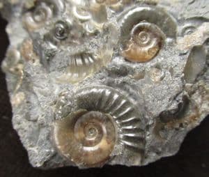 'GOLDSTONE' ARNIOCERAS MULTI - JURASSIC, LYME REGIS.