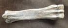 'LARGE - HEADED' LLAMA  FOOTBONE - EARLY PLESITOCENE, FLORIDA.