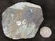 'LIVING FOSSILS' - 3 INARTICULATE BRACHIOPODS - ORDOVICIAN, SHROPSHIRE.