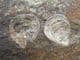 'LIVING FOSSILS' - 3 INARTICULATE BRACHIOPODS - ORDOVICIAN, SHROPSHIRE.