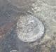 'LIVING FOSSILS' - 3 INARTICULATE BRACHIOPODS - ORDOVICIAN, SHROPSHIRE.
