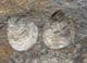'LIVING FOSSILS' - 3 INARTICULATE BRACHIOPODS - ORDOVICIAN, SHROPSHIRE.