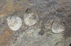 'LIVING FOSSILS' - 3 INARTICULATE BRACHIOPODS - ORDOVICIAN, SHROPSHIRE.
