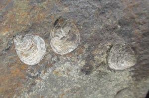 'LIVING FOSSILS' - 3 INARTICULATE BRACHIOPODS - ORDOVICIAN, SHROPSHIRE.