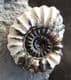 'MAGPIE' AMMONITE - JURASSIC, SOMERSET.
