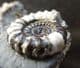 'MAGPIE' AMMONITE - JURASSIC, SOMERSET.