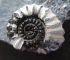 'MAGPIE' AMMONITE - JURASSIC, SOMERSET.