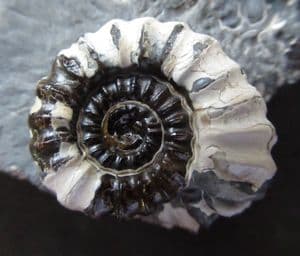 'MAGPIE' AMMONITE - JURASSIC, SOMERSET.