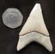 'MEG' TOOTH SHOWING WICKED SERRATIONS - MIOCENE, NORTH CAROLINA, USA.