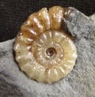 'PRETTY' PROMICROCERAS - JURASSIC, LYME REGIS.