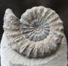 'RAM'S HORN AMMONITE - ANDROGYNOCERAS - JURASSIC, DORSET.