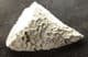 'SLIPPER' CORAL WITH CORAL COLONY OVERGROWTH - DEVONIAN, GERMANY.