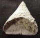 'SLIPPER' CORAL WITH CORAL COLONY OVERGROWTH - DEVONIAN, GERMANY.