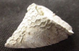 'SLIPPER' CORAL WITH CORAL COLONY OVERGROWTH - DEVONIAN, GERMANY.