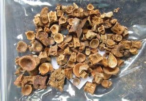 100 FISH VERTEBRAE - EOCENE, ABBEY WOOD, LONDON.