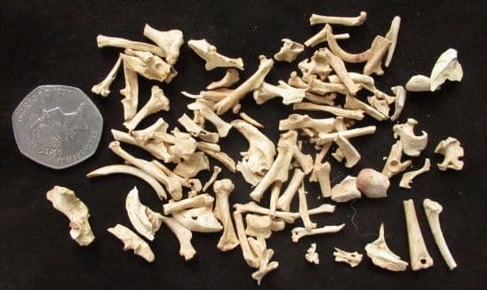 100 Rodent 100 RODENT BONES - PLEISTOCENE FLORIDA