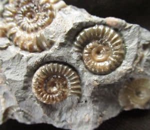 11 PROMICROCERAS - JURASSIC, LYME REGIS.