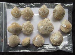 12  PLECTROTHYRIS FIMBRIATA - JURASSIC, GLOUCESTERSHIRE.