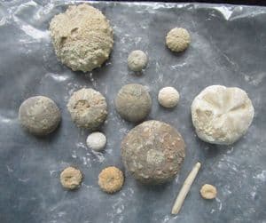 14 ECHINOID SPECIMENS - JURASSIC, CRETACEOUS.