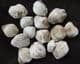 15BRACHIOPODS FROM THE LOWER GREENSAND OF THE ISLE OF WIGHT.