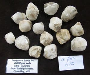 15BRACHIOPODS FROM THE LOWER GREENSAND OF THE ISLE OF WIGHT.