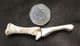 2 BIRD LEG BONES - PLEISTOCENE, FRANCE.