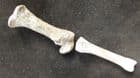 2 BIRD LEG BONES - PLEISTOCENE, FRANCE.