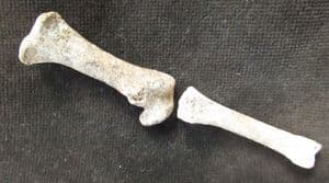 2 BIRD LEG BONES - PLEISTOCENE, FRANCE.