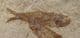2 LOVELY SMALL KNIGHTIA - EOCENE, WYOMING, USA.